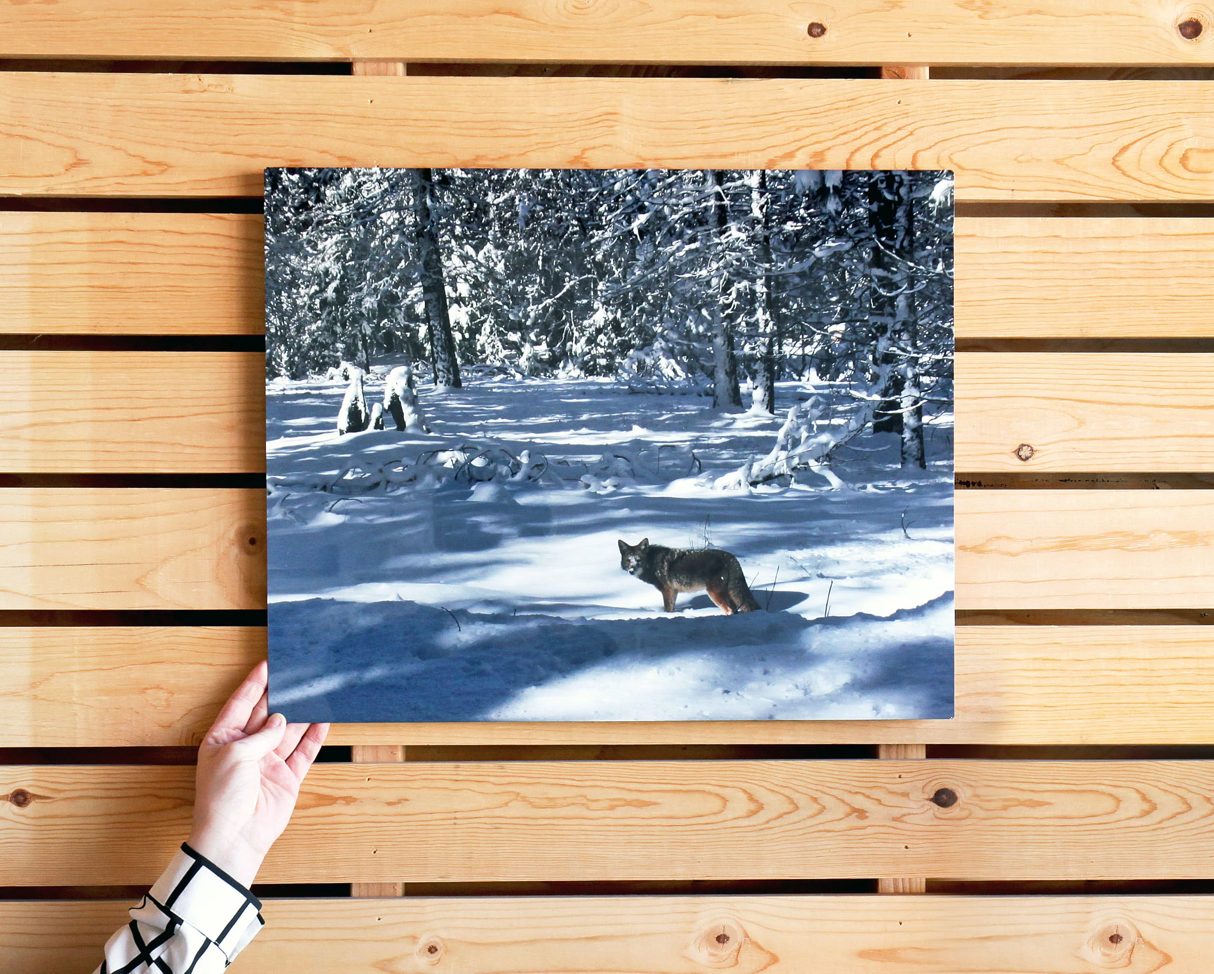 Metal Prints - Image 8